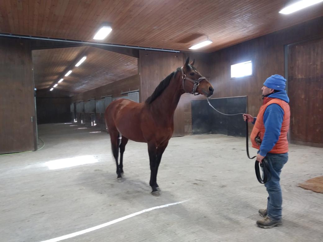 Big Brown, currently standing at Irish Hill Century Farm, NY Big Brown, currently standing at Irish Hill Century Farm, NY